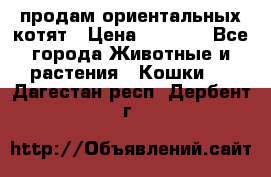 продам ориентальных котят › Цена ­ 5 000 - Все города Животные и растения » Кошки   . Дагестан респ.,Дербент г.
